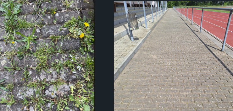vorher_nachher_unkraut.png